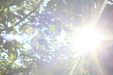 Bright sunburst through green tree leaves with lens flare