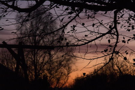 Silhouetted bare trees against a vibrant sunset skyの写真素材