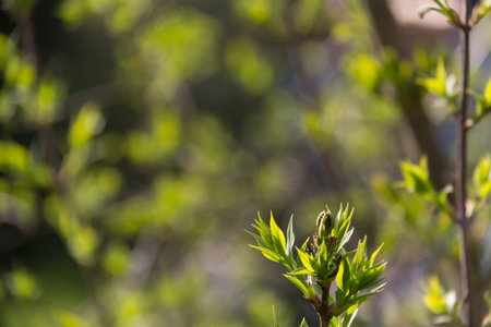 New green leaves sprouting on a branch in bright sunlight