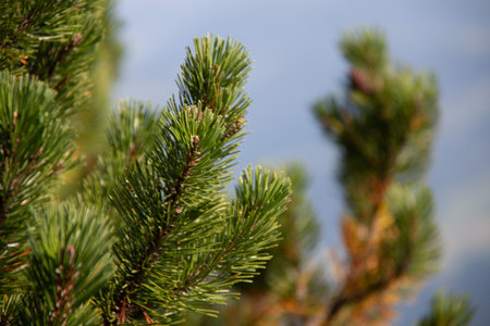 Close-up of vibrant green pine needles with soft background blur
