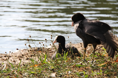 Two Eurasian coots on riverbank near water, one standing and one resting in grass - wildlife moment in Munichの写真素材