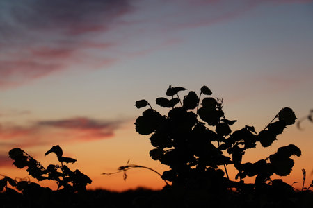 Silhouette of leafy plant against vivid orange and pink sunset sky at Schoene Aussicht in Wasserburg am Innの写真素材