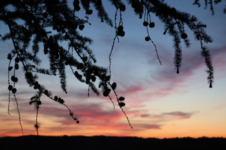 Silhouetted larch branches with cones over vibrant sunset sky in Wasserburg am Innの写真素材