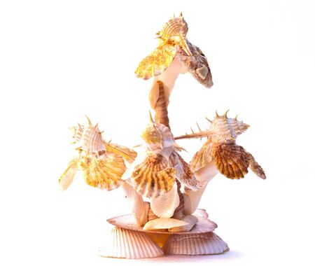 beautiful souvenir is made of a lot of seashell
