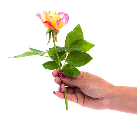 give beautiful rose in a change day importantの写真素材