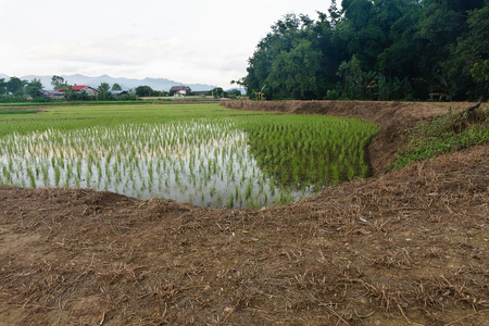 Young rice growing in rice field in Phayao Province,Northern Thailand.の写真素材