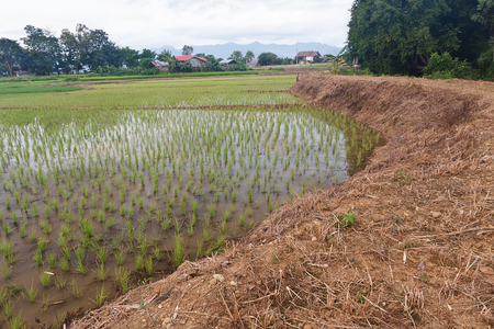 Young rice growing in rice field in Phayao Province,Northern Thailand.の写真素材