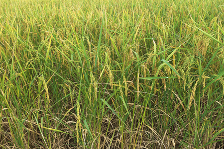 The young rice grows yellow in the rice paddies.の写真素材