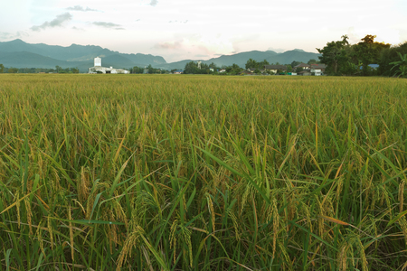 The young rice grows yellow in the rice paddies.の写真素材