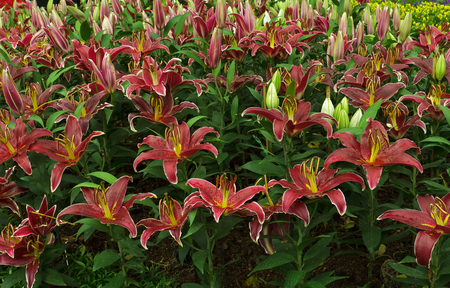 Magenta Lily is blooming in winter at the park of Chiang Rai Province in Thailand.の写真素材