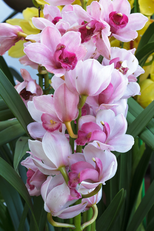 Pink Cybidium flowers are blooming in the garden.の写真素材
