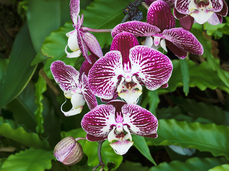 Purple Phalaenopsis Orchid blooming in the garden.の写真素材