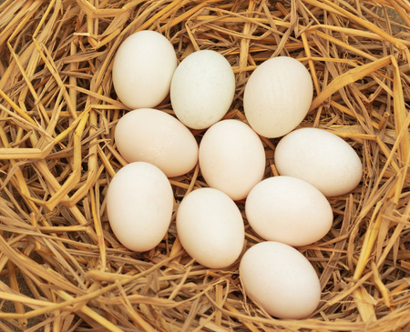 Duck eggs on dry straw for hatching.の写真素材