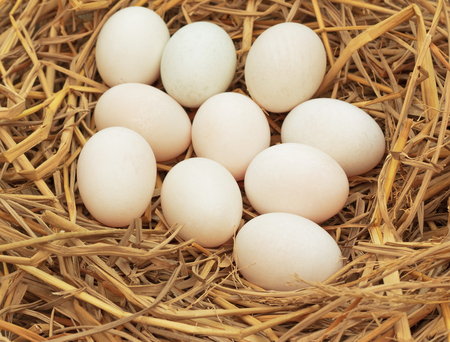 Duck eggs on dry straw for hatching.の写真素材