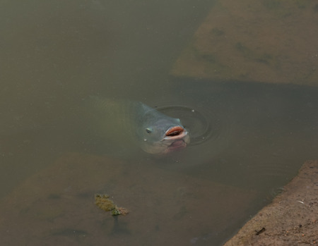 Small Scale Mud Carp in the river.It is a freshwater fish,found in the Chao Phraya River in...