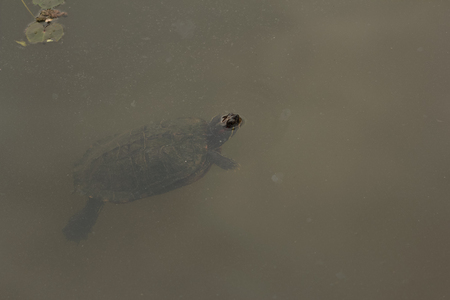 One freshwater turtle swimming in the river.の写真素材