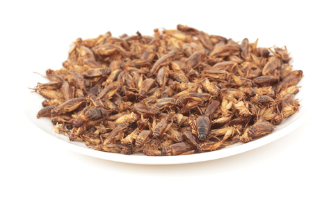 Crickets fried are native food,which is very popular for people in the north and northeast of Thailand.Select focus point.の写真素材