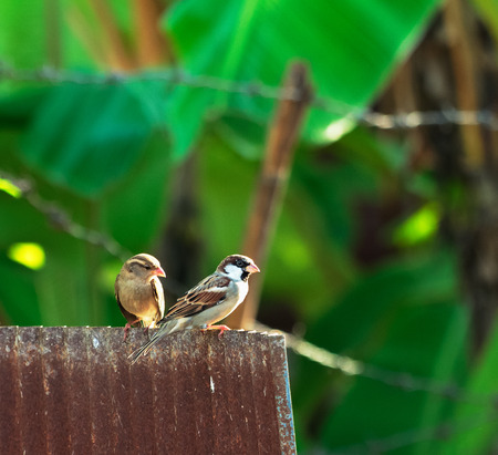 Two Sparrows on the old zinc plate.Select focus point.の写真素材