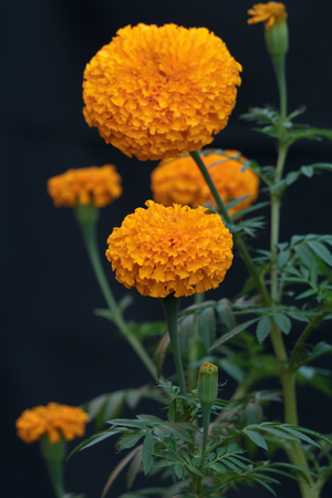 Marigold flower full bloom in the garden.Select focus point.の写真素材
