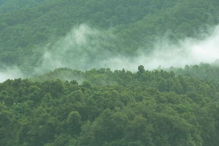 Mist in the forest with trees in the evening.