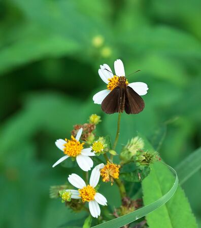 One Chocolate Demon sucks the flower pollen.の写真素材