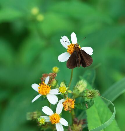 One Chocolate Demon sucks the flower pollen.の写真素材