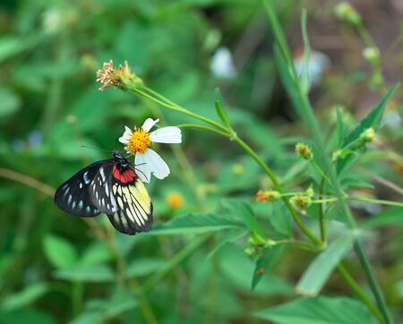 One Red-base Jezebel sucks the flower pollen.の写真素材