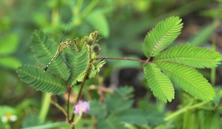 Dragonfly sucks the flower pollen.の写真素材