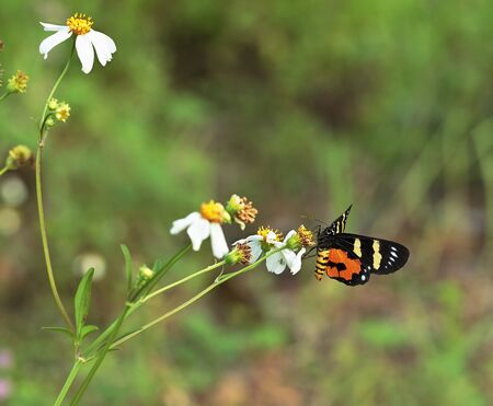 One Red-base Jezebel sucks the flower pollen.の写真素材