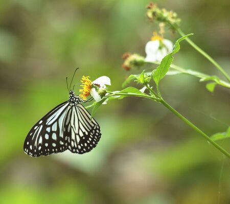 One Common Glassy Tiger sucks the flower pollen in the park.の写真素材