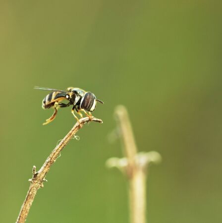 One Dwarf Honey Bee on the dried branch.の写真素材