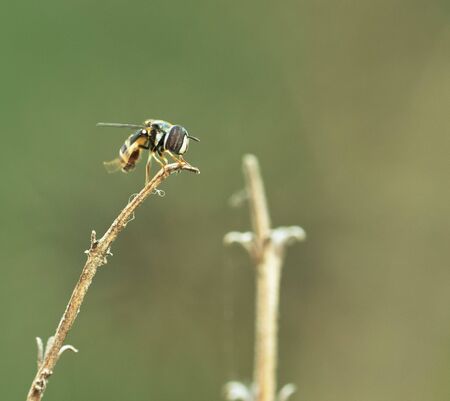 One Dwarf Honey Bee on the dried branch.