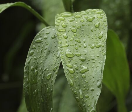 Drops of water on green leaves after the rain stops.Select the focus point.の写真素材