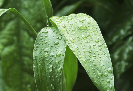 Drops of water on green leaves after the rain stops.Select the focus point.の写真素材