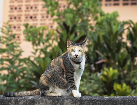Thai cat sitting on the fence and looking at the camera.の写真素材