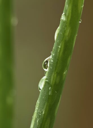 Drop of water on the tree.Select the focus point.の写真素材