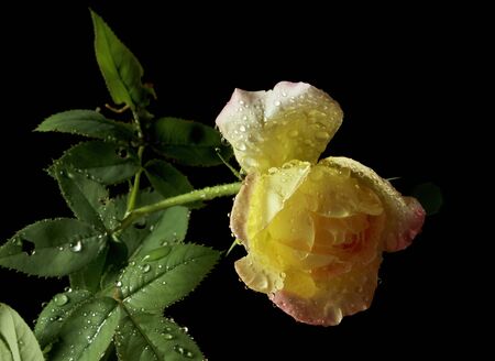 Drops of water on the petals of roses.Select the focus point.の写真素材