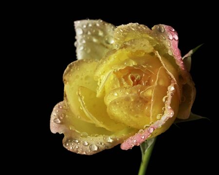 Drops of water on the petals of roses.Select the focus point.の写真素材