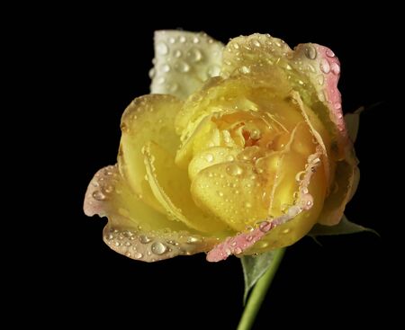 Drops of water on the petals of roses.Select the focus point.の写真素材