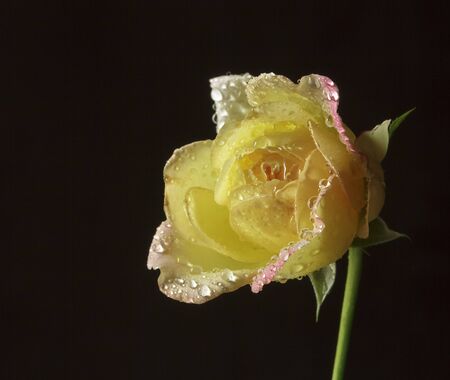 Drops of water on the petals of roses.Select the focus point.の写真素材