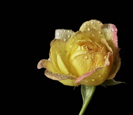 Drops of water on the petals of roses.Select the focus point.の写真素材