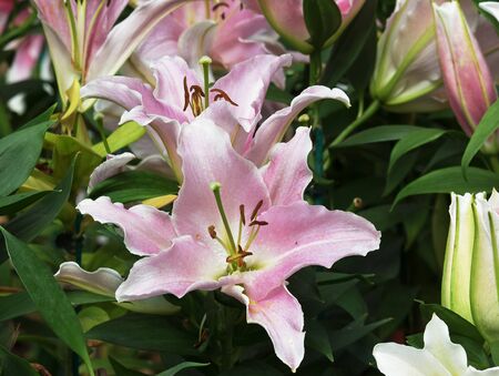Pink Lily bloom in the garden.の写真素材