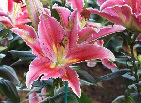 Magenta Lily bloom in the garden.の写真素材