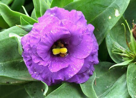 Lavender flower blossom in garden.の写真素材