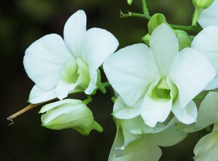 White orchid bloom in the garden.の写真素材