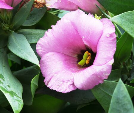Lavender flower blossom in garden.の写真素材