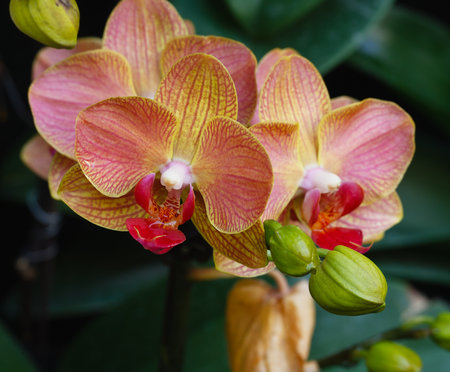 Phalaenopsis Orchid blooming in the garden.の写真素材