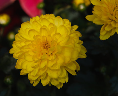 Yellow Chrysanthemum blooming on the tree in the morning.の写真素材