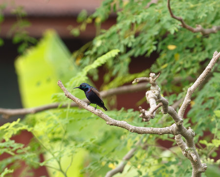 One Purple Sunbird perched on a branch of the tree.の写真素材