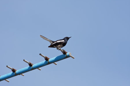 One young male Oriental Magpie Robin perched on a television antenna in the blue sky.の写真素材